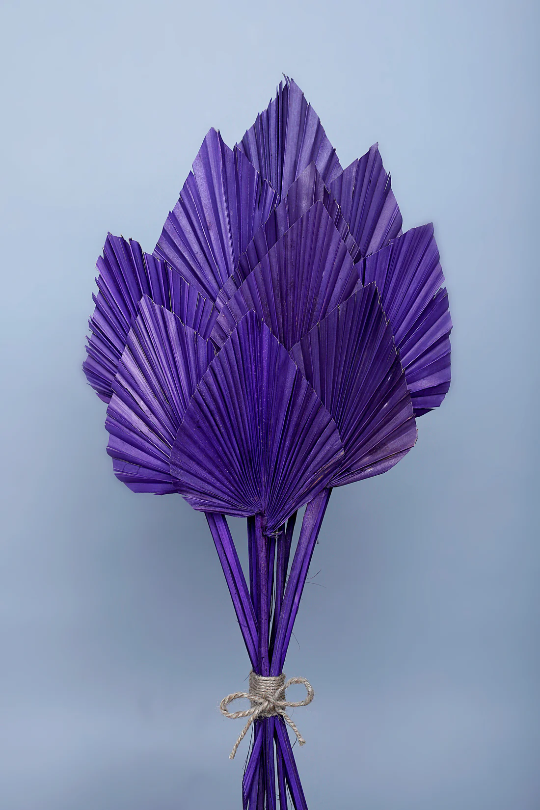 PALM SPEAR-VIOLET COLOUR